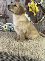 TJ, a male Golden Retriever for sale in Lamar, MO – Photo 5 of 6