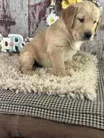 TJ, a male Golden Retriever for sale in Lamar, MO – Photo 3 of 6