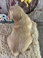 TJ, a male Golden Retriever for sale in Lamar, MO – Photo 6 of 6