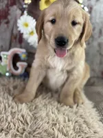 TJ, a male Golden Retriever for sale in Lamar, MO – Photo 2 of 6