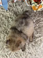 Fiji, a male Pomeranian for sale in Lamar, MO – 6 of 6