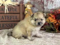 Conwell, a male Pomeranian for sale in Lamar, MO – 4 of 7