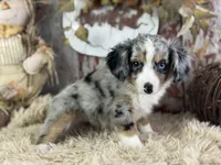 Elmo, a male Toy Australian Shepherd for sale in Lamar, MO – 6 of 6