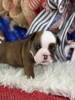 Whoopi, a female English Bulldog for sale in Lamar, MO – 2 of 6