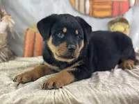 Daria, a female Rottweiler for sale in Lamar, MO – 3 of 5