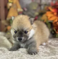 Cooky, a female Pomeranian for sale in Lamar, MO – 4 of 7