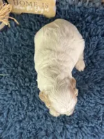 Juno, a male Cocker Spaniel for sale in Lamar, MO – 6 of 6