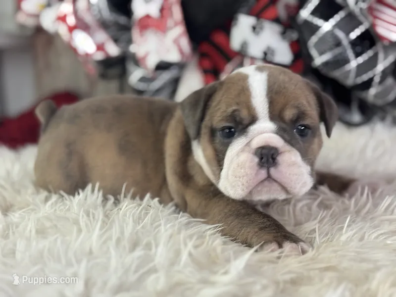 Alma – English Bulldog puppy for sale in Lamar, MO
