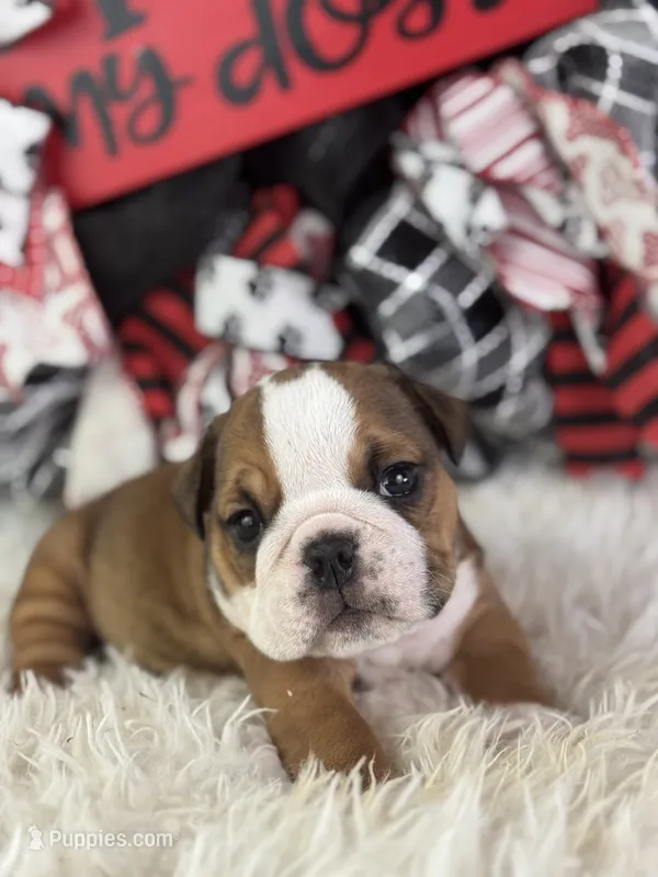 Avery – English Bulldog puppy for sale in Lamar, MO