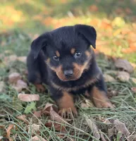 Sweetie Pie, a female Rottweiler for sale in Lamar, MO – 5 of 7