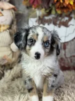 Elmo, a male Toy Australian Shepherd for sale in Lamar, MO – 1 of 6