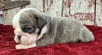 Axel, a male English Bulldog for sale in Lamar, MO – 3 of 3
