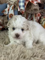 Ciera, a female Miniature Aussiedoodle for sale in Lamar, MO – 5 of 7
