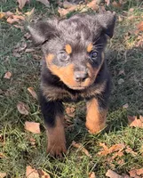 Sweetie Pie, a female Rottweiler for sale in Lamar, MO – 3 of 7
