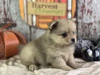 Snoopy, a male Pomeranian for sale in Lamar, MO – 4 of 8