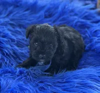 Betty Boop, a female Miniature Schnauzer for sale in Lamar, MO – 3 of 7
