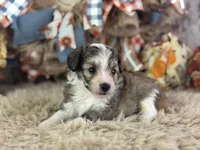 Skippy, a male Miniature Aussiedoodle for sale in Lamar, MO – 4 of 6