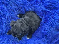Betty Boop, a female Miniature Schnauzer for sale in Lamar, MO – 6 of 7