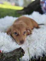 Estella, a female Miniature Dachshund for sale in Lamar, MO – 1 of 7