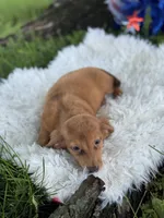 Estella, a female Miniature Dachshund for sale in Lamar, MO – 4 of 7