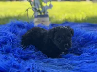 Betty Boop, a female Miniature Schnauzer for sale in Lamar, MO – 4 of 7