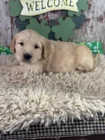 Tia, a female Golden Retriever for sale in Lamar, MO – Photo 3 of 4