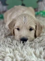 Tia, a female Golden Retriever for sale in Lamar, MO – Photo 1 of 4