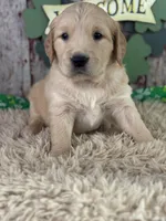 Tia, a female Golden Retriever for sale in Lamar, MO – Photo 2 of 4