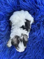 Bunny, a female Miniature Schnauzer for sale in Lamar, MO – 7 of 7