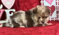 Stetson, a male Pomeranian for sale in Lamar, MO – Photo 2 of 4