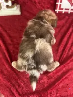 Stetson, a male Pomeranian for sale in Lamar, MO – Photo 4 of 4