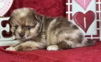 Stetson, a male Pomeranian for sale in Lamar, MO – Photo 3 of 4