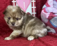 Stetson, a male Pomeranian for sale in Lamar, MO – Photo 1 of 4