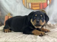 Daria, a female Rottweiler for sale in Lamar, MO – 4 of 5