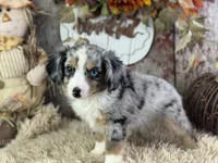 Elmo, a male Toy Australian Shepherd for sale in Lamar, MO – 5 of 6