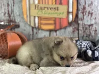 Snoopy, a male Pomeranian for sale in Lamar, MO – 6 of 8