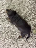 Mirko, a male Miniature Dachshund for sale in Lamar, MO – 5 of 5