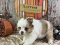 Sienna, a female Pomeranian for sale in Lamar, MO – 7 of 7