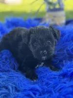 Betty Boop, a female Miniature Schnauzer for sale in Lamar, MO – 2 of 7