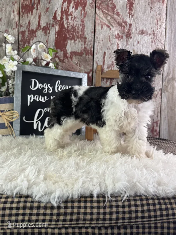 Daisy – Miniature Schnauzer puppy for sale in Lamar, MO