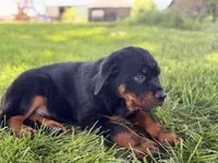 Danger, a male Rottweiler for sale in Lamar, MO – 6 of 8
