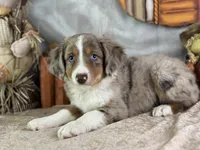 Kleo, a female Miniature Australian Shepherd for sale in Lamar, MO – 7 of 7