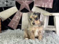 Lessa, a female Miniature Aussiedoodle for sale in Lamar, MO – 4 of 8