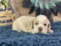 Jax, a male Cocker Spaniel for sale in Lamar, MO – 3 of 6