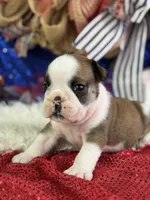 Webber, a male English Bulldog for sale in Lamar, MO – 3 of 6