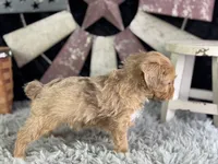 Lukas, a male Miniature Aussiedoodle for sale in Lamar, MO – 5 of 7