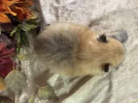 Cooky, a female Pomeranian for sale in Lamar, MO – 7 of 7