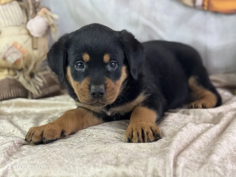 Dotty – Rottweiler puppy for sale in Lamar, MO