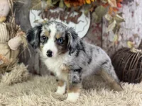Elmo, a male Toy Australian Shepherd for sale in Lamar, MO – 2 of 6