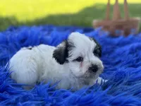 Bessie, a female Miniature Schnauzer for sale in Lamar, MO – 3 of 7